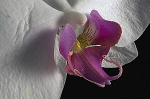 Orchid