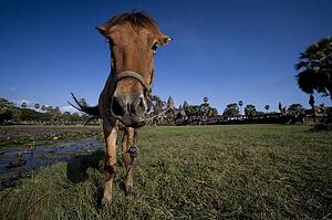 A horse