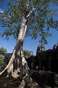 At tree at a temple in the ancient city of Angkor Wat, Northwestern Cambodia
