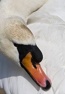 Swan