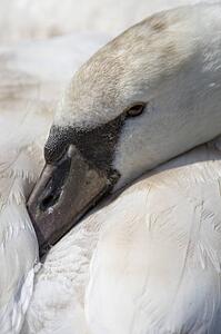 Swan
