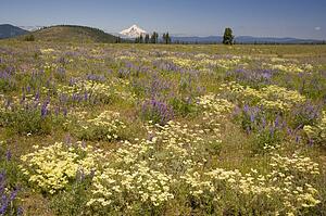 Field of wildflowers with Mount Hood in the background, Oregon, USA