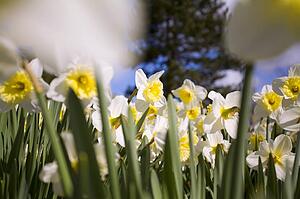 Daffodils, Willamette Valley, Oregon, USA