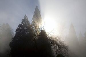 Sun shining through trees and fog, Willamette Valley, Oregon, USA