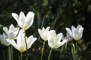White flowers