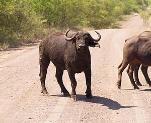 Buffalo on the road