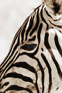 Zebra (Hippotigris Dolichohippus) 