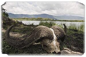African Cape Buffalo skull, Ngorongoro Crater, Tanzania, Africa 