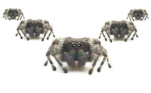 Spiders