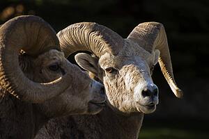 Bighorn sheep, Waterton National Park, Alberta, Canada