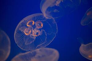 Moon Jellyfish