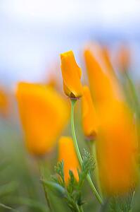 Furled Poppy