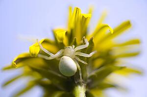 Close up of spider on dandelion