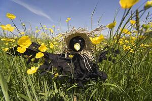 Scarecrow In A Field Of Buttercups
