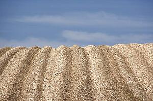 Barren Field After Harvest