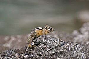 Chipmunk