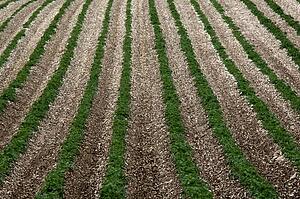 Potato Field