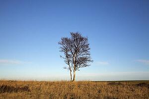 A Lone Tree