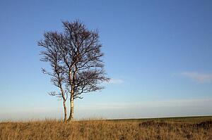 Lone Silver Birch Tree