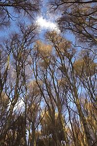 Silver Birch Trees