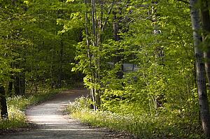 Waterloo, Ontario, Canada, A Tree Lined Path