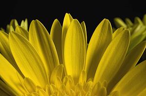 A Yellow Gerbera