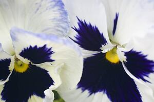 Pansies