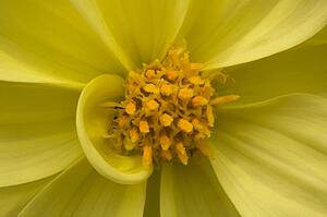 A Yellow Flower
