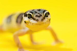 Baby Leopard Gecko