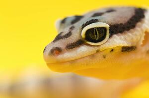 Baby Leopard Gecko