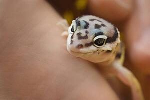 Baby Leopard Gecko