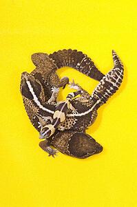 African Fat-Tailed Geckos