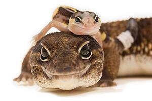 African Fat-Tailed Geckos