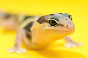 African Fat-Tailed Gecko