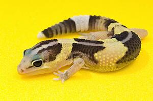 African Fat-Tailed Gecko