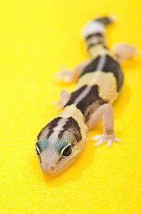 African Fat-Tailed Gecko