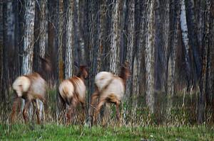 Three elk running in a forest