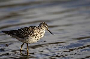 One Bird Wading In Water