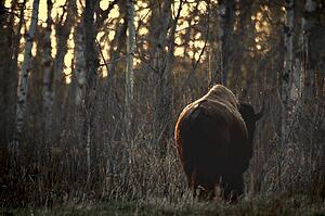 Rear view of one buffalo