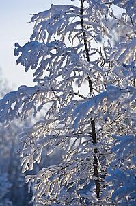 Snow covered tree