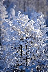 Snow covered treetops, Canada