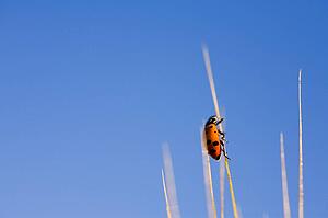 Ladybug on wheat