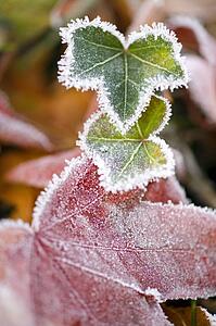 Frost on Autumn leaves