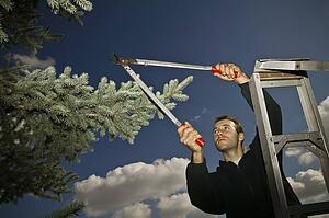Arborist pruning branches