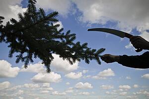 Arborist pruning a tree branch