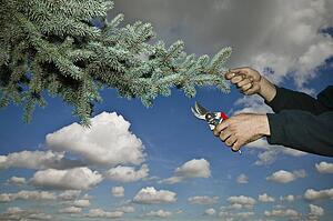 Arborist pruning a tree branch