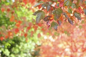 Autumn leaves