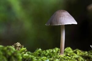 Close-up of mushroom