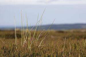 Long grass