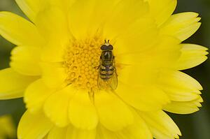 Close-up of hoverfly on flower
